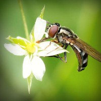 /album/mutumarian/photolia-a02-jpg/