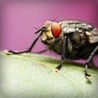 /album/mutumarian/photolia-a08-jpg/